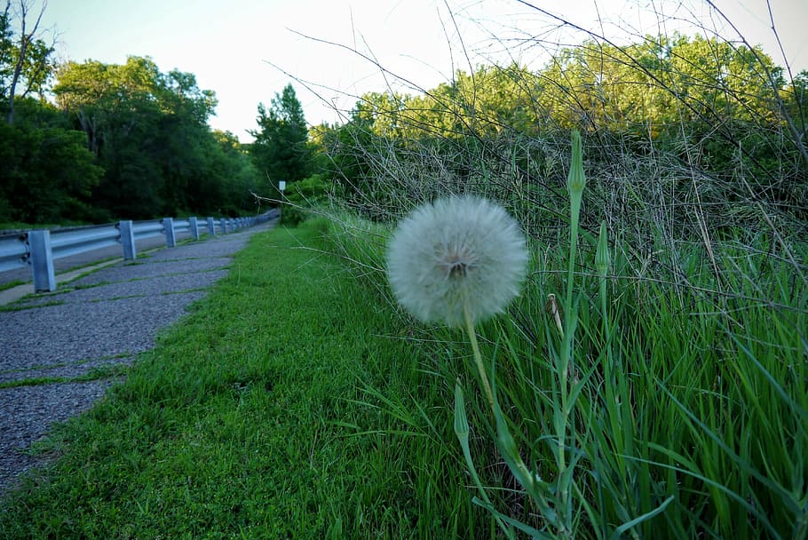dandelion, trail, path, flower, grass, nature, morning, park HD wallpaper