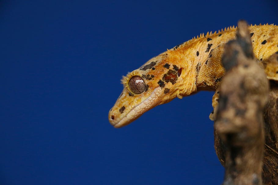 brown and gray reptile closeup photo, brown lizard in focus photography HD wallpaper