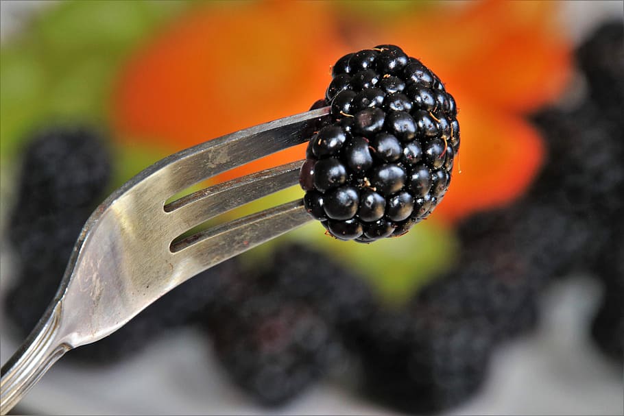 close-up photo fork with blackberry fruit, bio, season, summer HD wallpaper
