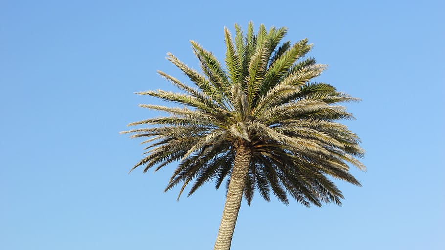palm, sky, tree, cyprus, ayia napa, tropical climate, palm tree HD wallpaper