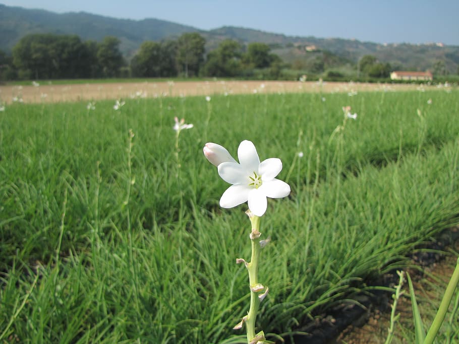 3D Polianthes Flower - TurboSquid 1662444