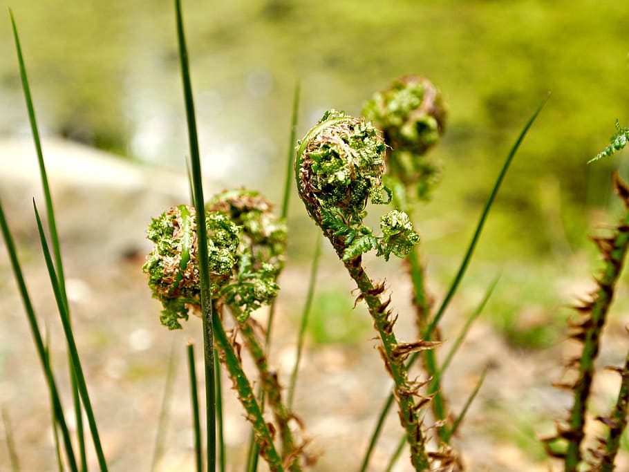 boating, plant, green, nature, veluwe, green Color, summer HD wallpaper