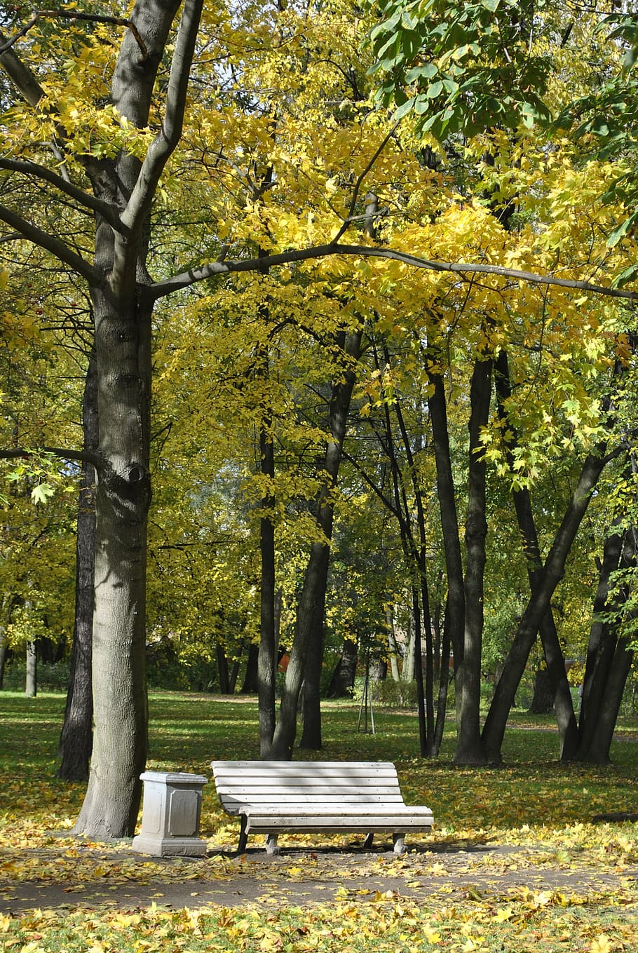 tree, park, forest, nature, city park, petersburg, russia, autumn HD wallpaper