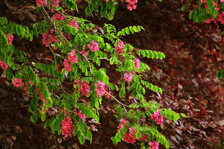 branch, flowers, tree, branches, leaves, plant, growth, plant part HD wallpaper