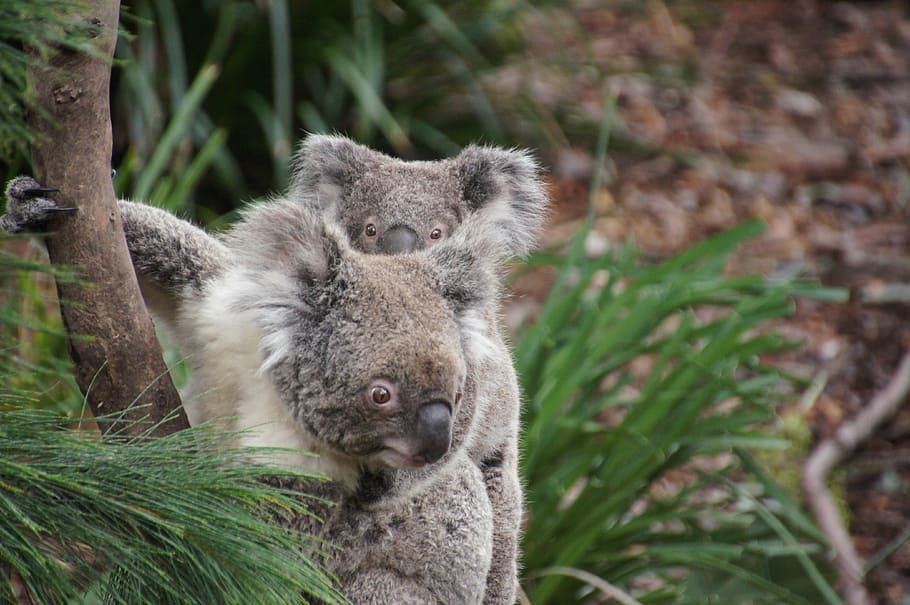 two koala bears hanging on tree trunk, australia, lazy, rest, HD wallpaper