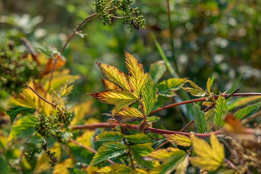 Meadowsweet 1080P, 2K, 4K, 5K HD wallpapers free download | Wallpaper Flare