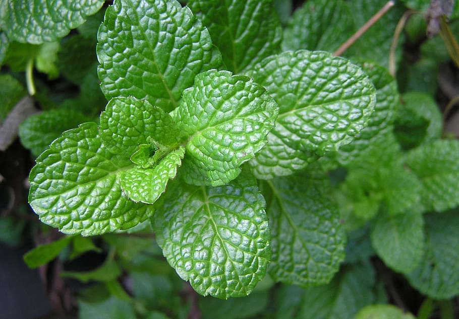 green leaf plant, herb, mint, food, green color, plant part HD wallpaper