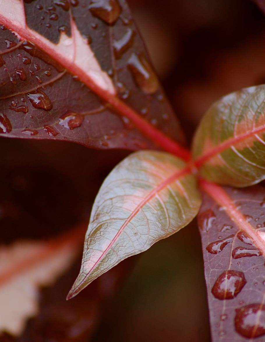 leaves, macro, water, freshness, pattern, leaf, plant part HD wallpaper