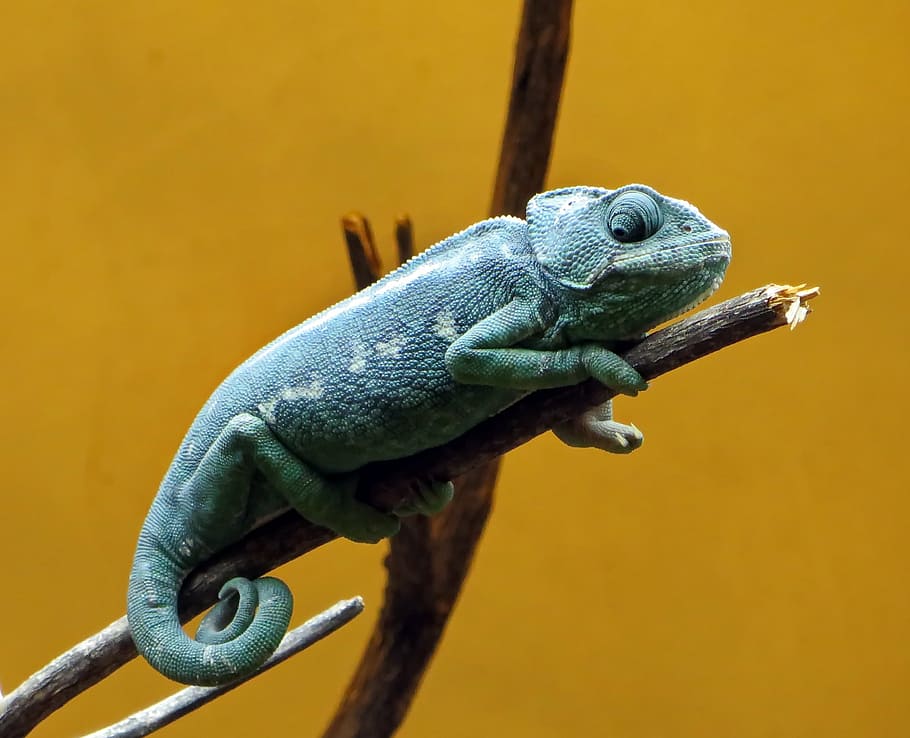 green chameleon perched on twig, reptile, dinosaur, colors, animal, HD wallpaper