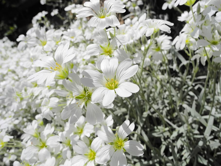 cerastium tomentosum, flower, blossom, white, flower carpet, HD wallpaper