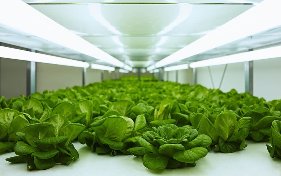 flat, fruits help, fresh vegetables, green color, indoors, agriculture HD wallpaper