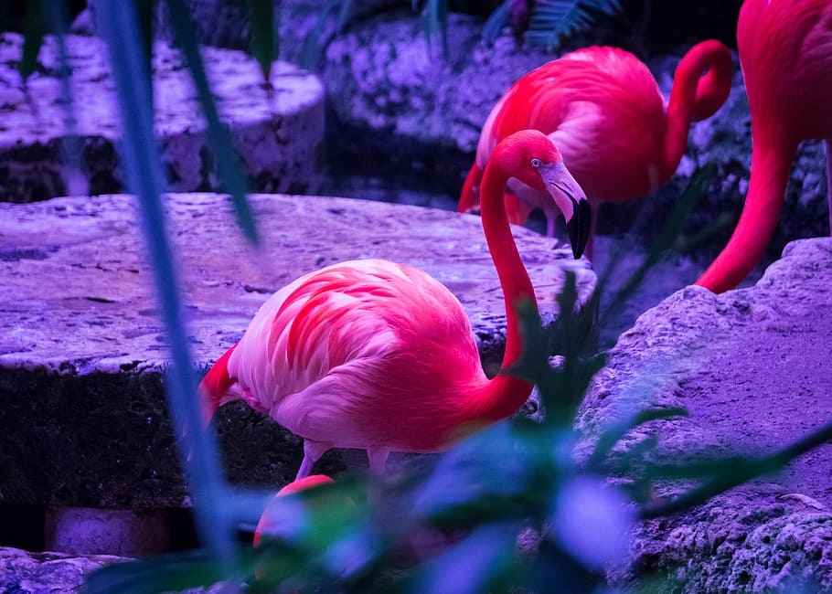 pink flamingo, selective focus photo of flamingo, neon, wild birds