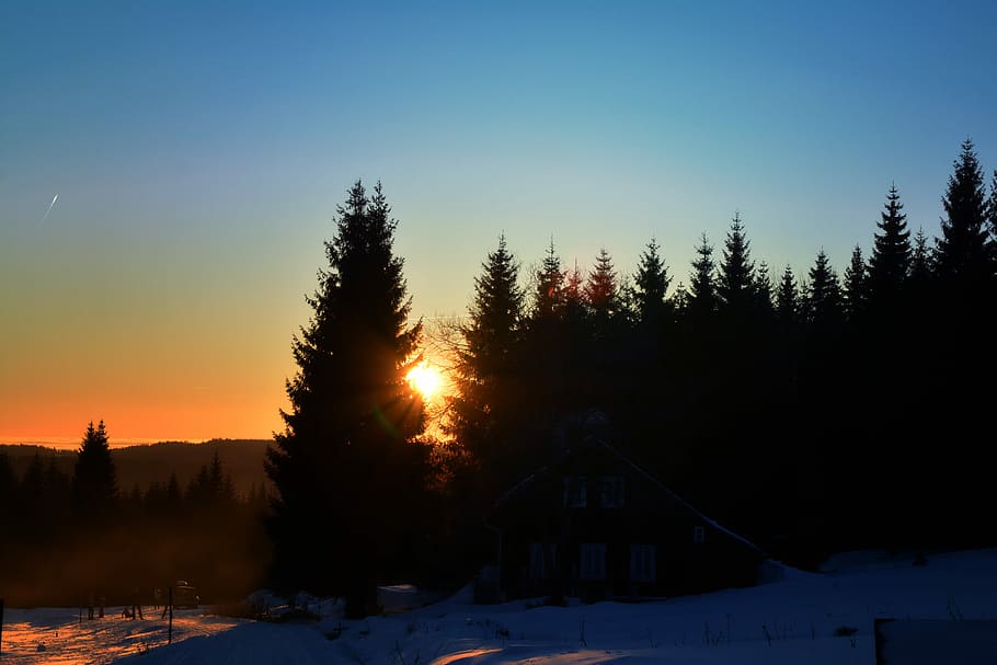 Forest, Evening, Sunset, Heaven, Colors, twilight, winter, tree HD wallpaper
