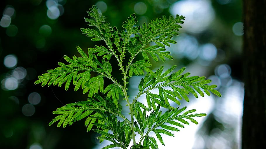 backlight, leaf, leaves, green, nature, sunlight, natural, environment HD wallpaper