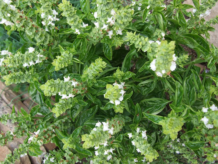 basil, spices, herb, plant, green color, growth, flower, freshness HD wallpaper