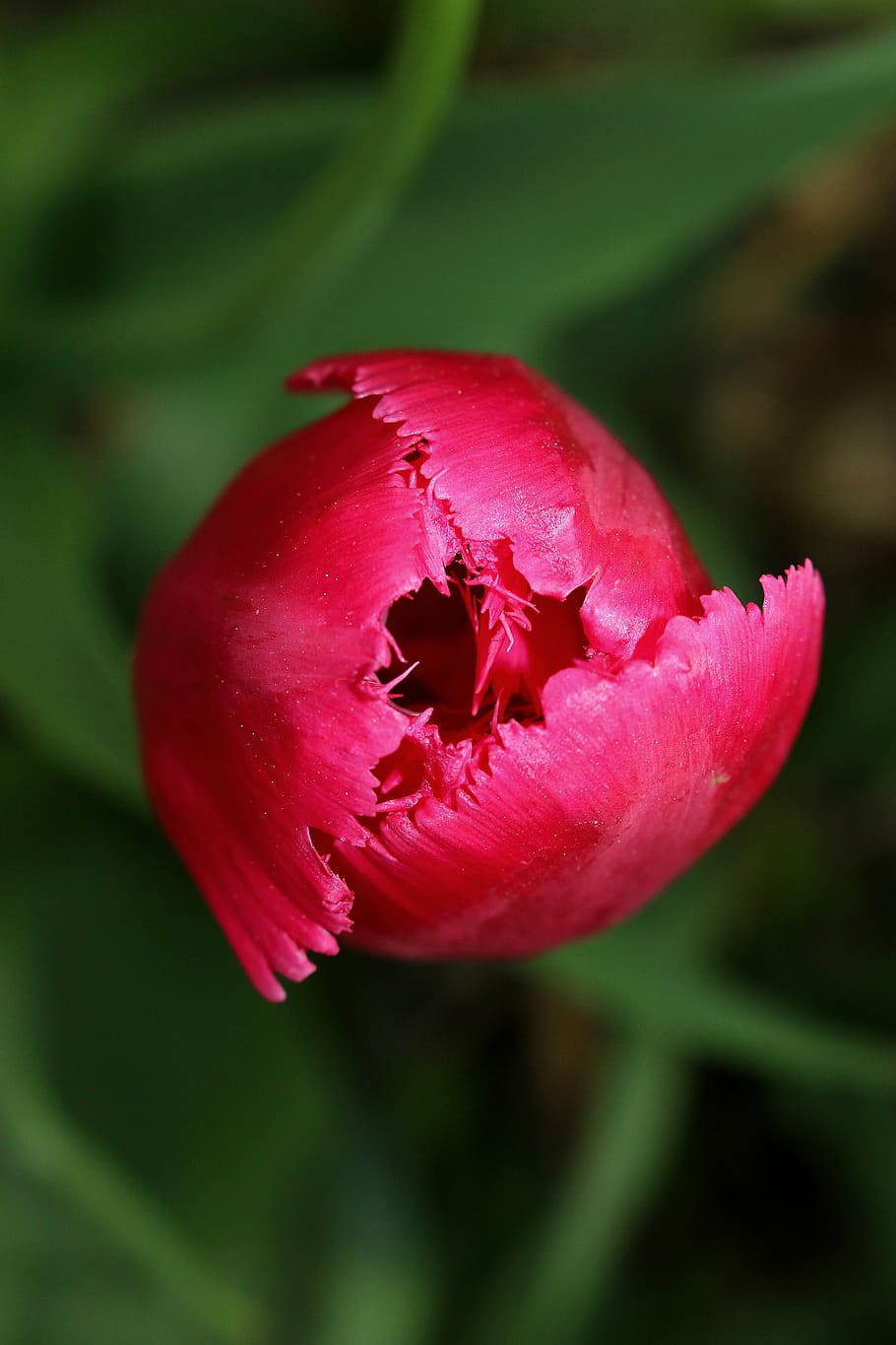 tulip, flower, pink, spring, freshness, flowering plant, close-up HD wallpaper