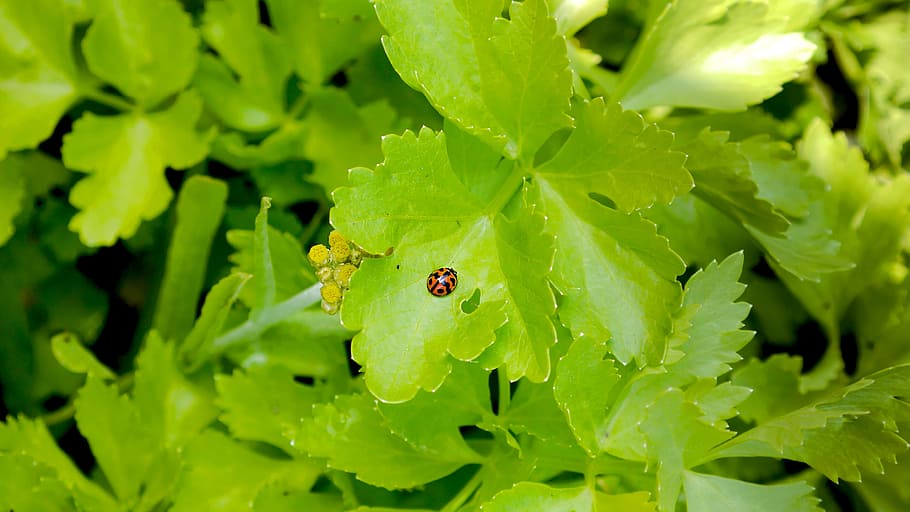 nature, plant, ladybug, plant part, green color, leaf, insect HD wallpaper