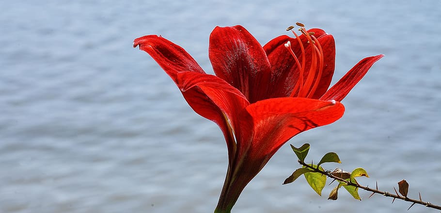 lily, red, bloom, nature, water, beautiful, flower, outdoors HD wallpaper