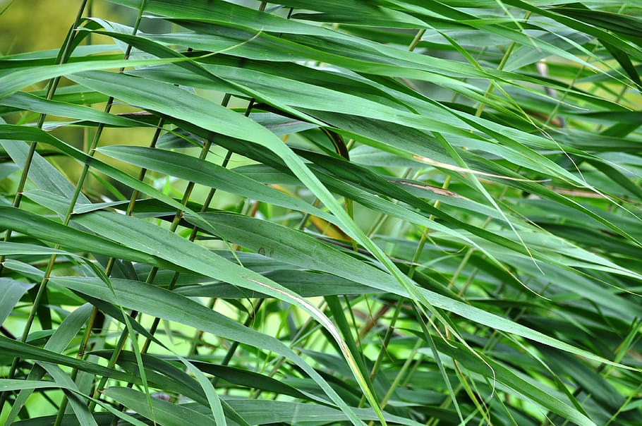 reed, green, nature, structure, leaf, plant, green Color, backgrounds HD wallpaper