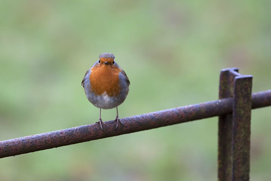 bird, robin, songbird, rubecula, ornithology, erithacus, one animal HD wallpaper