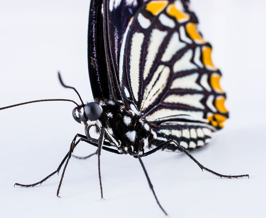 Butterfly, Insect, nature, animal, butterfly - Insect, animal Wing HD wallpaper