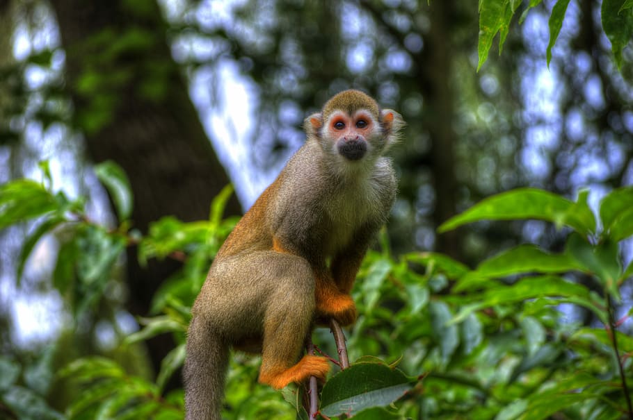 Monkey, Animal, Zoo, tree, animal wildlife, one animal, animals in the wild HD wallpaper