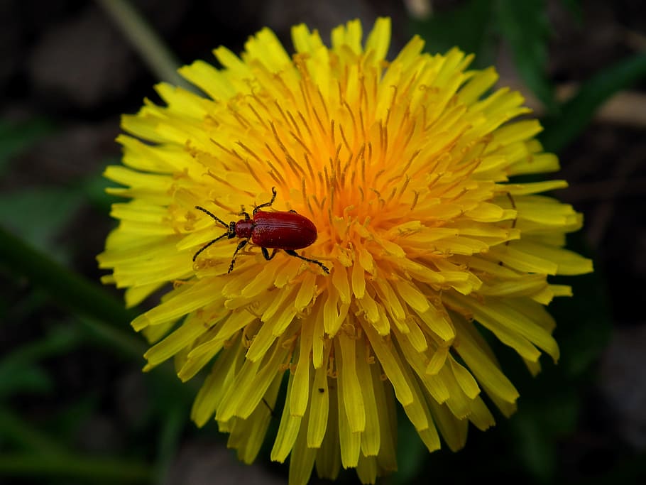 Insect, Beetle, Flower, Dandelion, yellow, red, bright, orange HD wallpaper