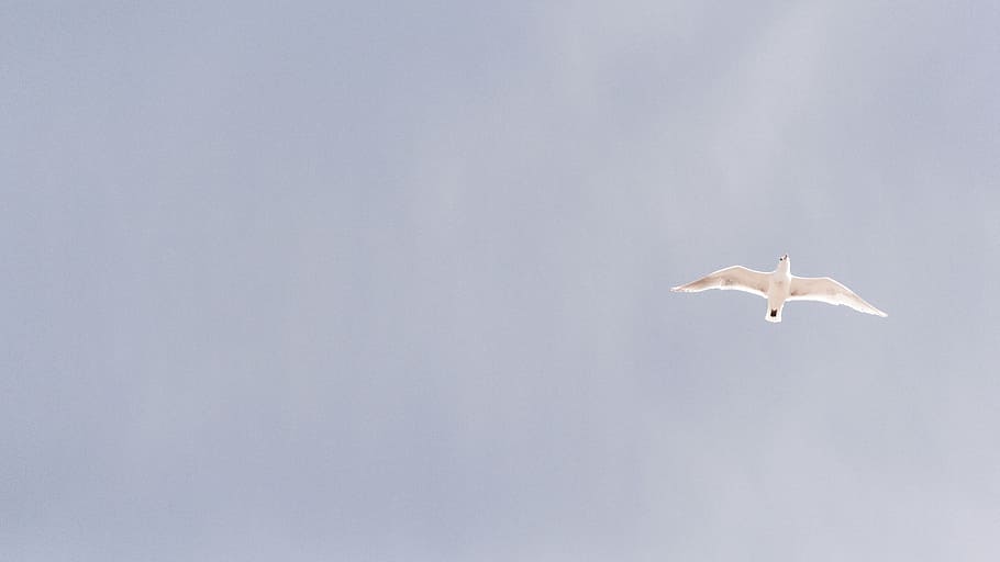 low angle photography of white bird soaring, nature, animals HD wallpaper