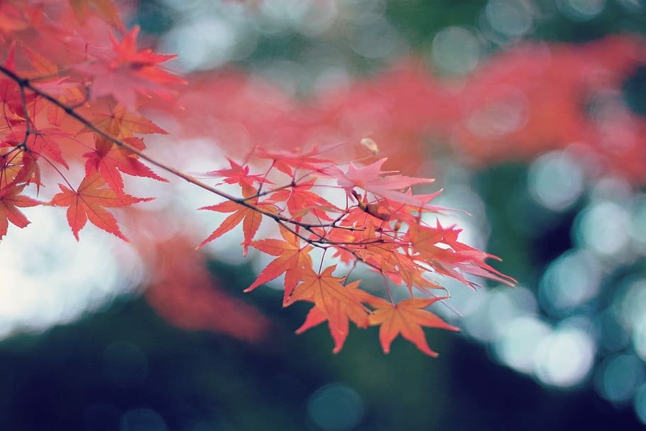 tilt shift lens photography of red maple leafs, autumn, nature HD wallpaper