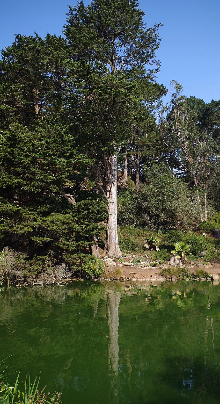 tree, mirroring, water, pond, nature, lake, landscape, forest HD wallpaper