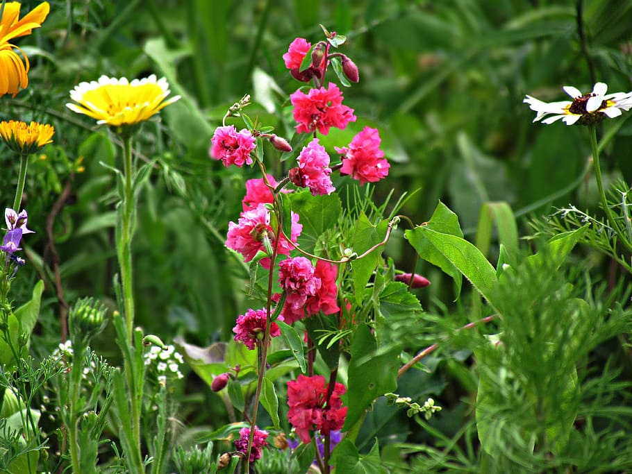 flowers, meadow, spring, nature, summer, field, plants, flowering plant HD wallpaper