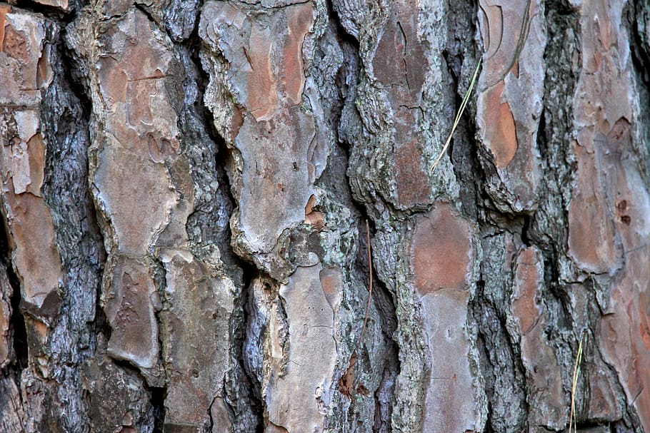 Tribe, Log, Tree Bark, background, pine, conifer, forest, brown HD wallpaper