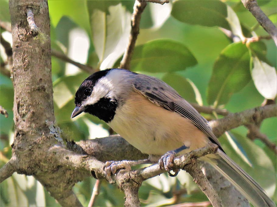 bird, tiny, wildlife, chickadee, tree, animal themes, animals in the wild HD wallpaper