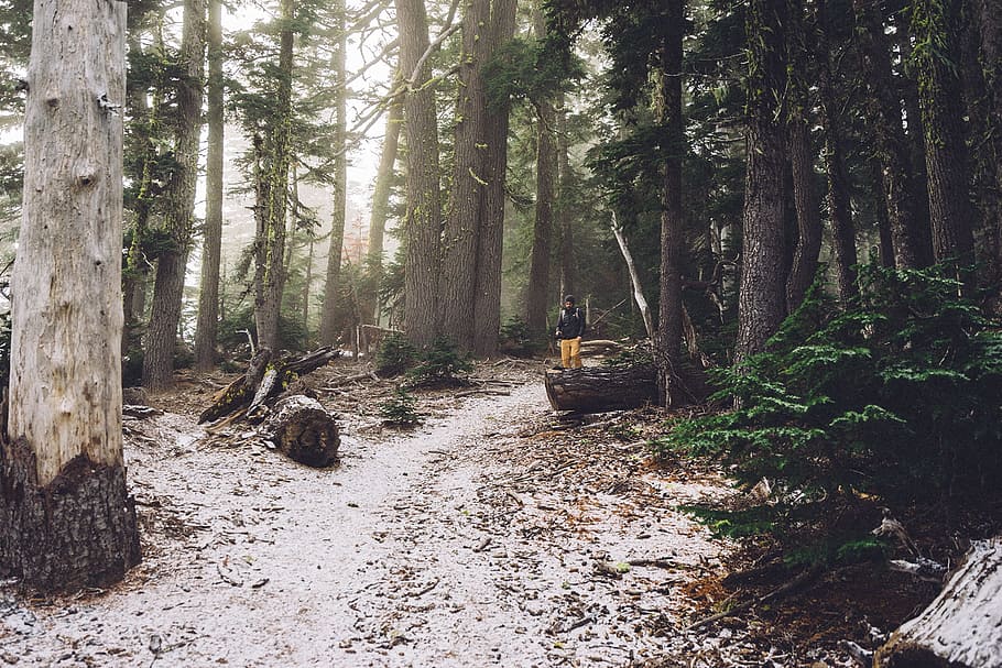 forest, trees, hiker, hiking, path, trail, way, land, plant, tree trunk HD wallpaper