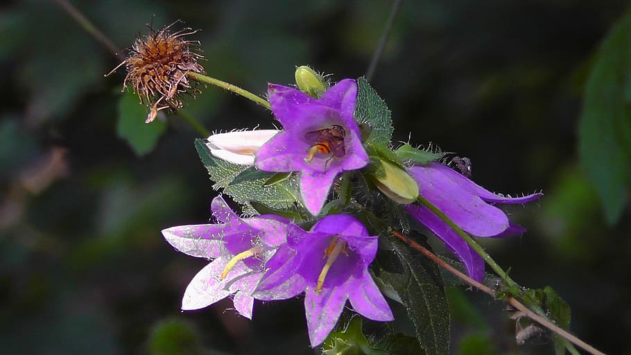 forest flower, blossom, bloom, wild plant, wild flower, violet HD wallpaper