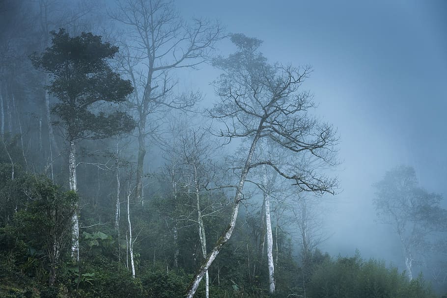 forest with thick fog, the morning, vietnam, ha giang, background