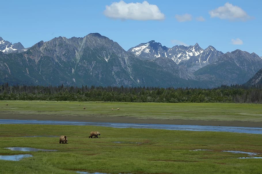 View of a Grazing in Pasture, animals, brown bears, daylight HD wallpaper