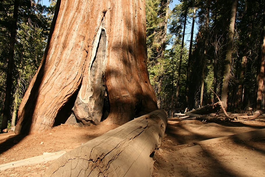 redwood, trees, giant, yosemite, park, natural, national, tall, HD wallpaper