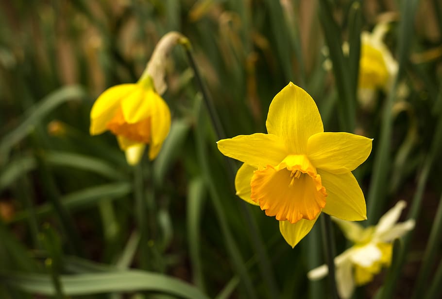 flower, yellow flower, spring, spring time, plant, nature, bloom, HD wallpaper