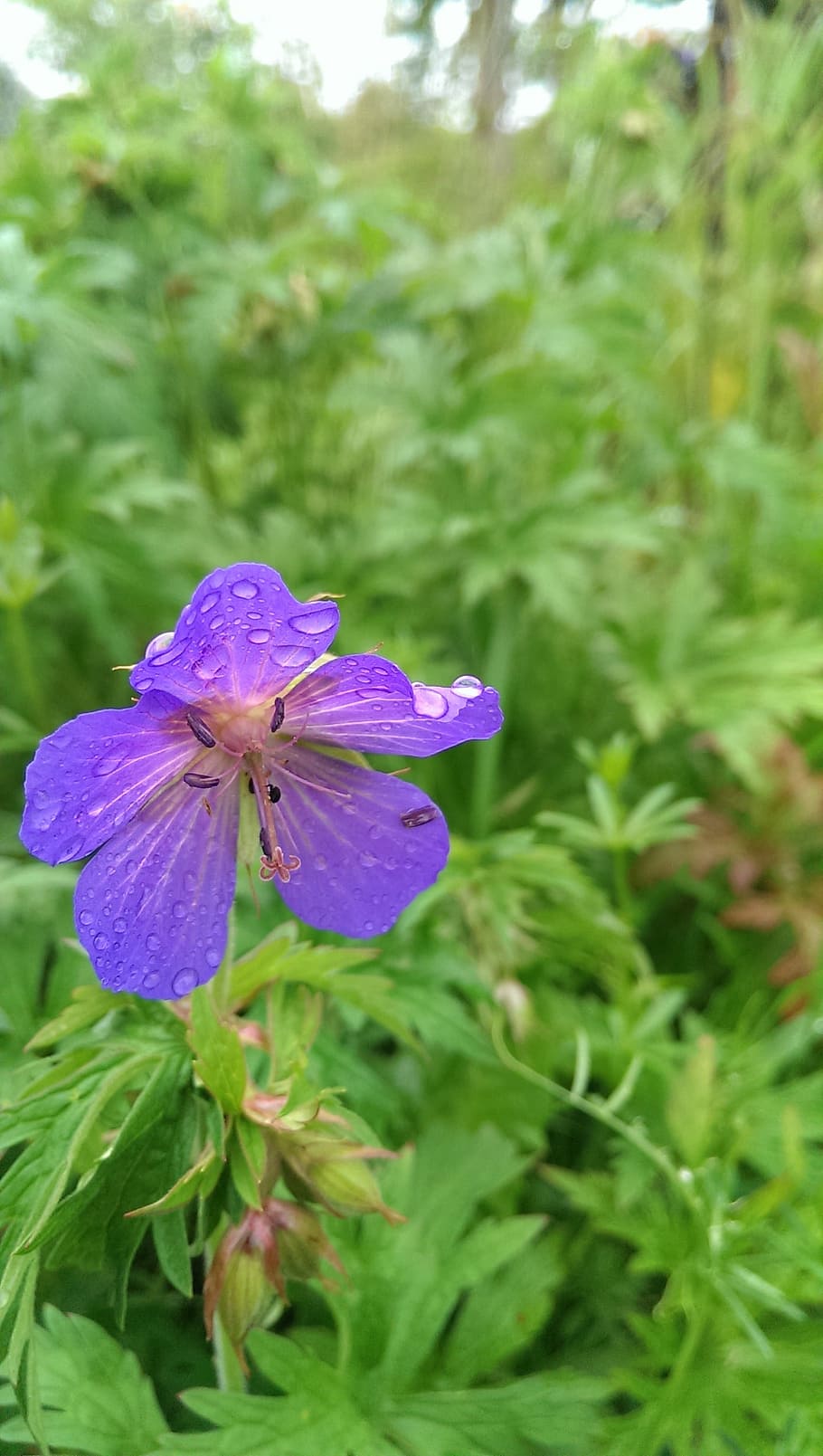 flower, raindrop, drop of water, wet, purple, blue, blossom, HD wallpaper