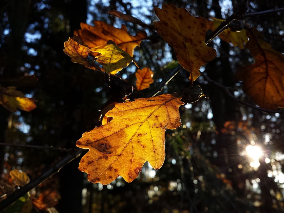 beech tree, nature, forest, autumn, flora, leaf, leaves, glooming HD wallpaper