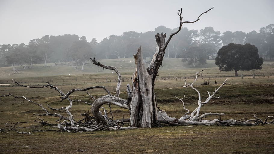 drift wood on grass lawn, tree, australia, outback, natural, landscape, HD wallpaper
