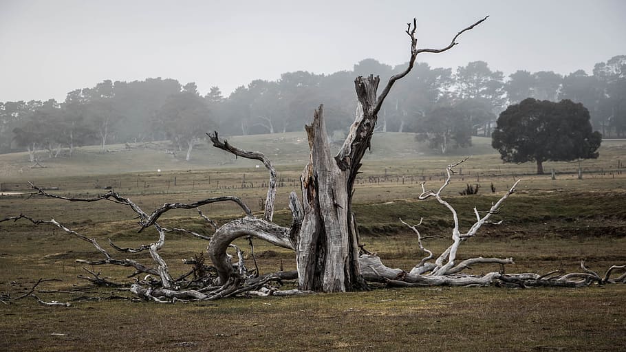 drift wood on grass lawn, tree, australia, outback, natural HD wallpaper
