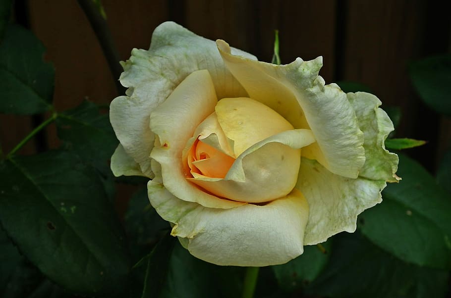 flower, rose, tea, macro, nature, petal of a rose, beauty in nature HD wallpaper