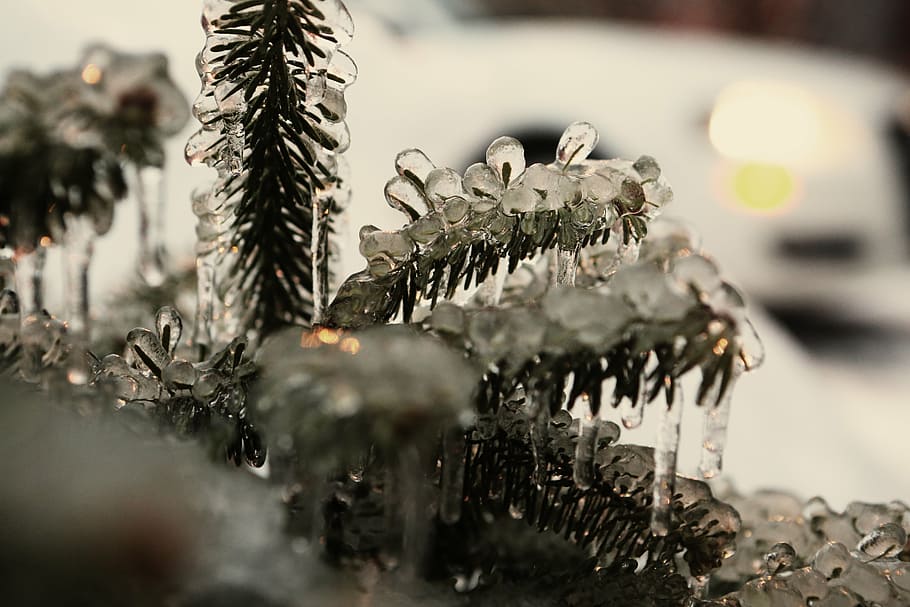 closeup photo of frozen pine leaf, green, plants, slimes, pine needles HD wallpaper