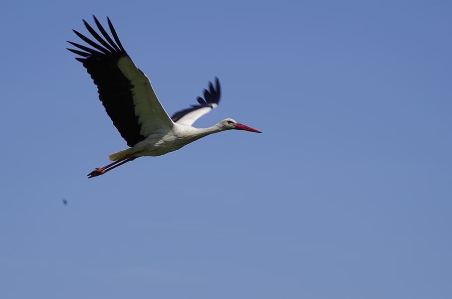 stork, bird, nature, fly, white stork, take off, sky, animal HD wallpaper