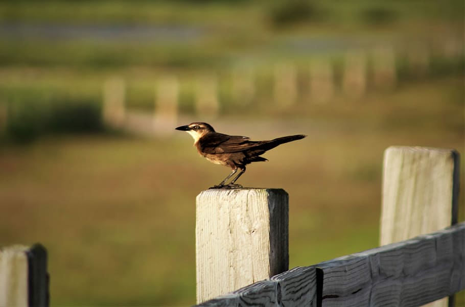 brown bird on fence, brown bird on wooden fence during daytime HD wallpaper