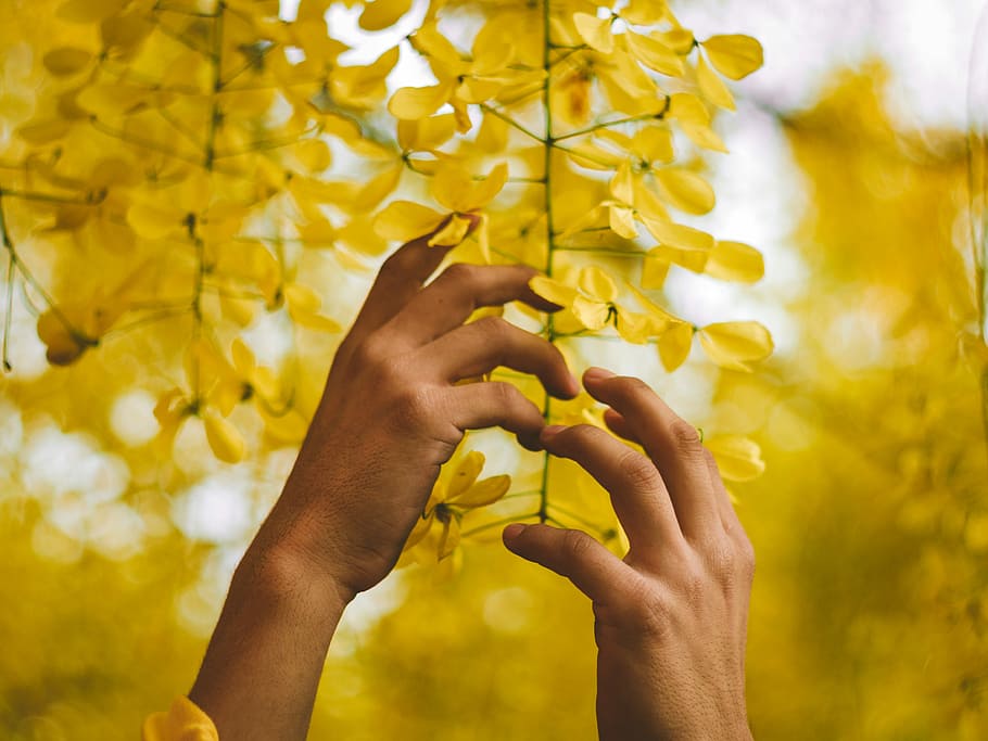 Care Nature, person holding yellow leafed hanging plant in selective focus photography HD wallpaper
