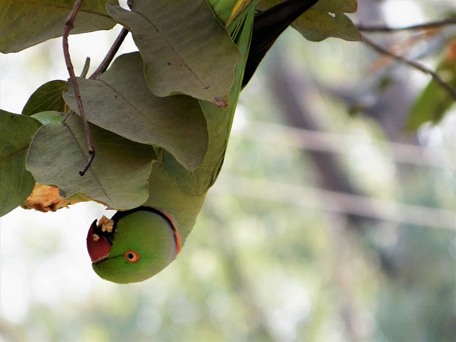 in the wilderness, green rose ringed parakeet perched on tree HD wallpaper