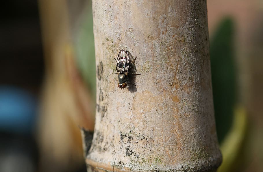 image, insect, fly, nature macro, tree trunk, selective focus HD wallpaper